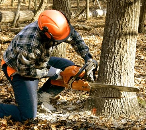 Tree Removal in Brookside, AL